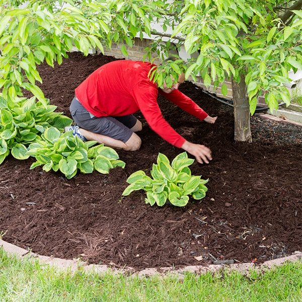 mulch installation should be done annually to maintain its effectiveness in promoting plant health